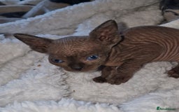 Sphynx cats for sale: Beautiful Canadian Sphynx kittens purebreed  - Image 8