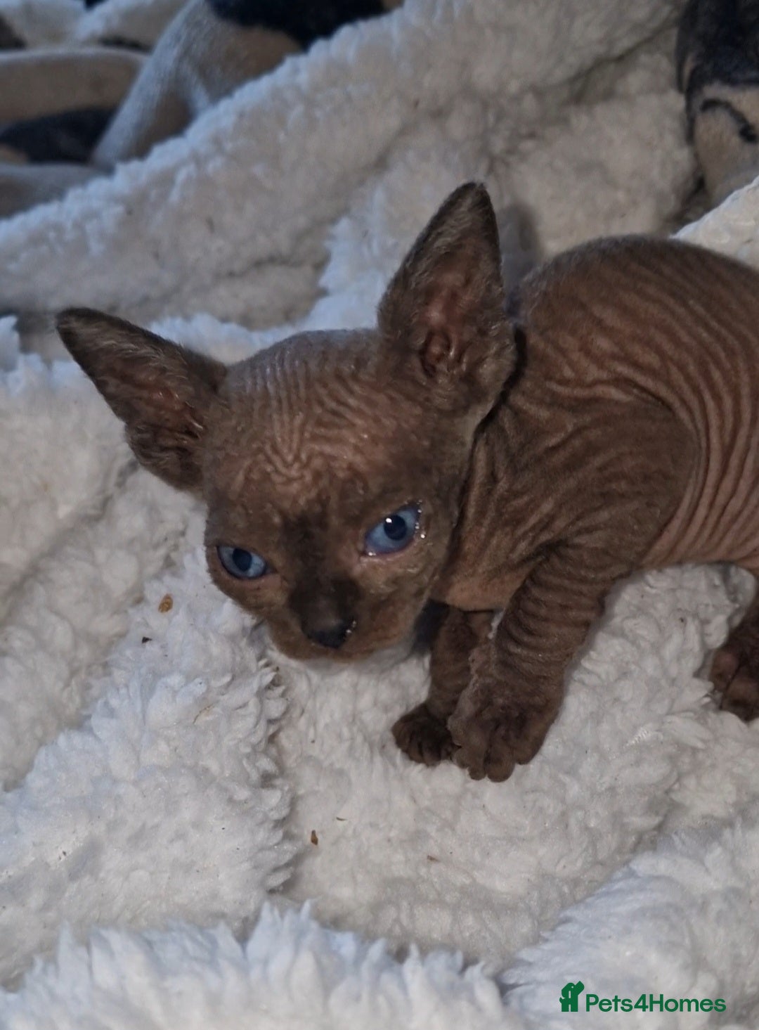 Sphynx cats for sale: Beautiful Canadian Sphynx kittens purebreed  - Image 8