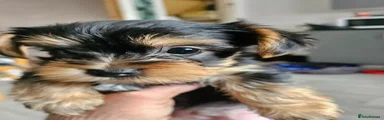 Yorkshire Terrier 2