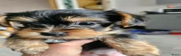Yorkshire Terrier dogs for sale: Beautiful Mini Yorkshire Terrier Puppies  - Advert 11