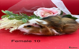 Guinea Pig rodents for sale: Beautiful female guinea pigs  - Image 10