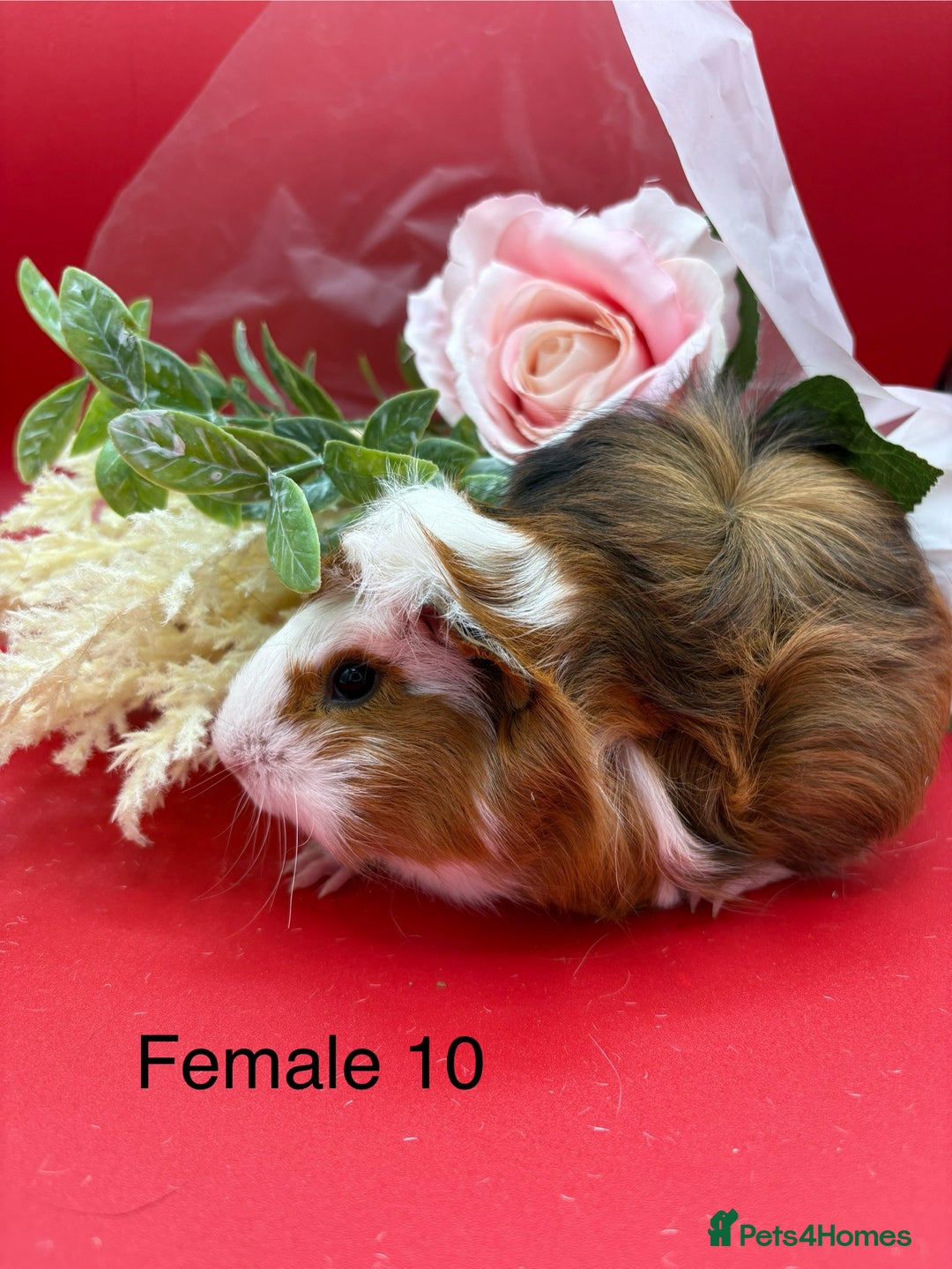 Guinea Pig rodents for sale: Beautiful female guinea pigs  - Image 10
