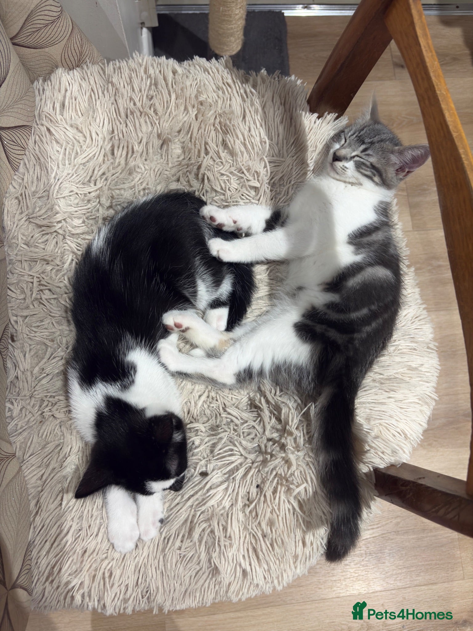 Mixed Breed cats Europian shorthair domestic kittens for sale Luton - Advert 1