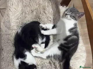 Mixed Breed cats Europian shorthair domestic kittens for sale Luton - Advert 1