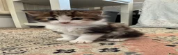 Mixed Breed cats for sale: Gorgeous Furr Babies  in Havant - Advert 3