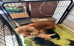 Cockapoo dogs for sale: F1 cocapoos - Image 5