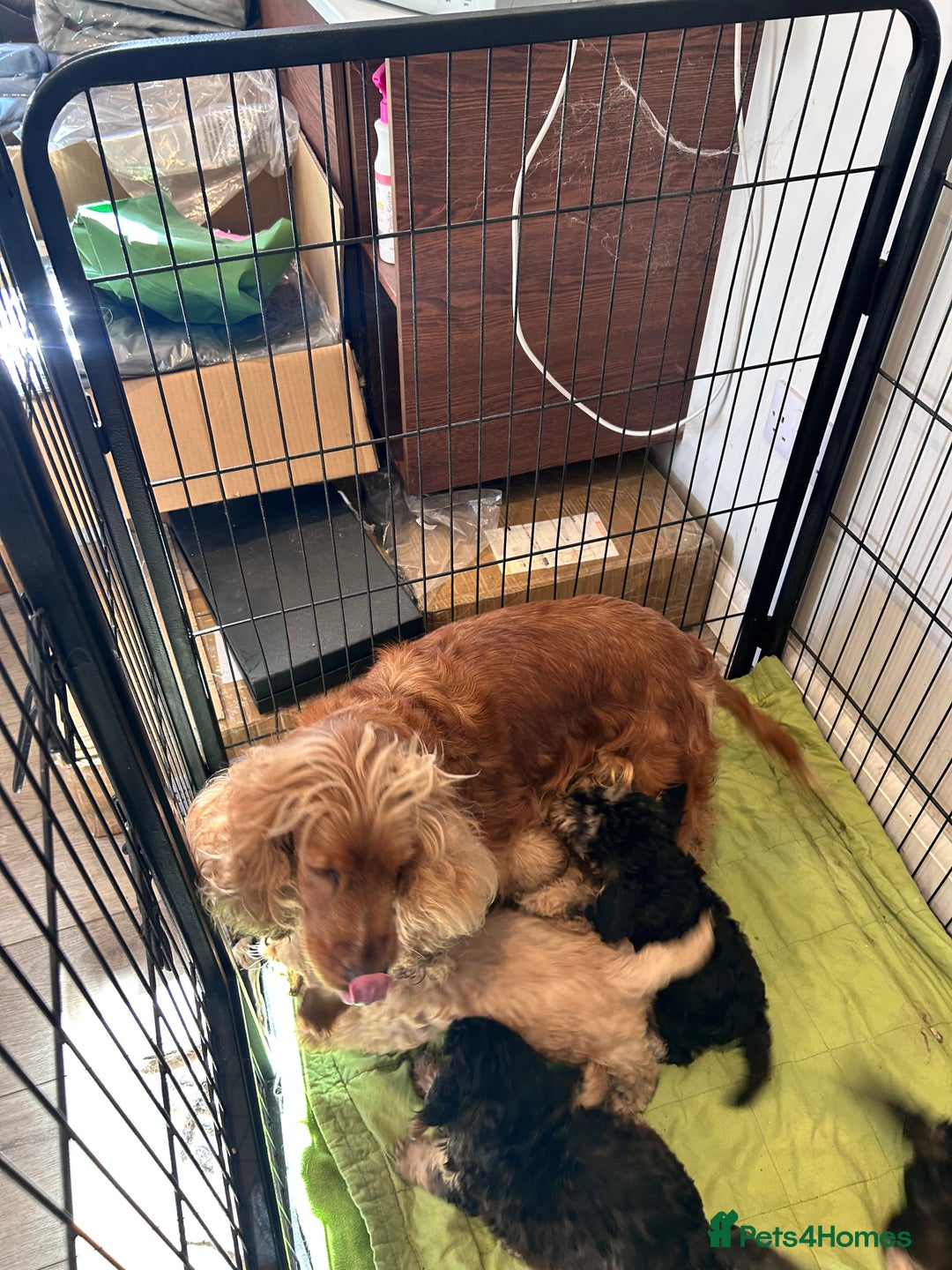 Cockapoo dogs for sale: F1 cocapoos - Image 5