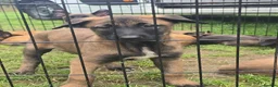 Belgian Shepherd Dog dogs for sale: DARK KC REG BELGIAN MALINOIS PUPPIES - Advert 19