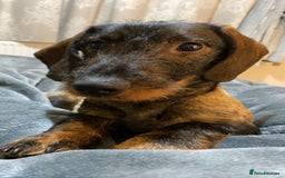 Dachshund dogs for sale: Schweenie puppies -ready to go! - Image 9