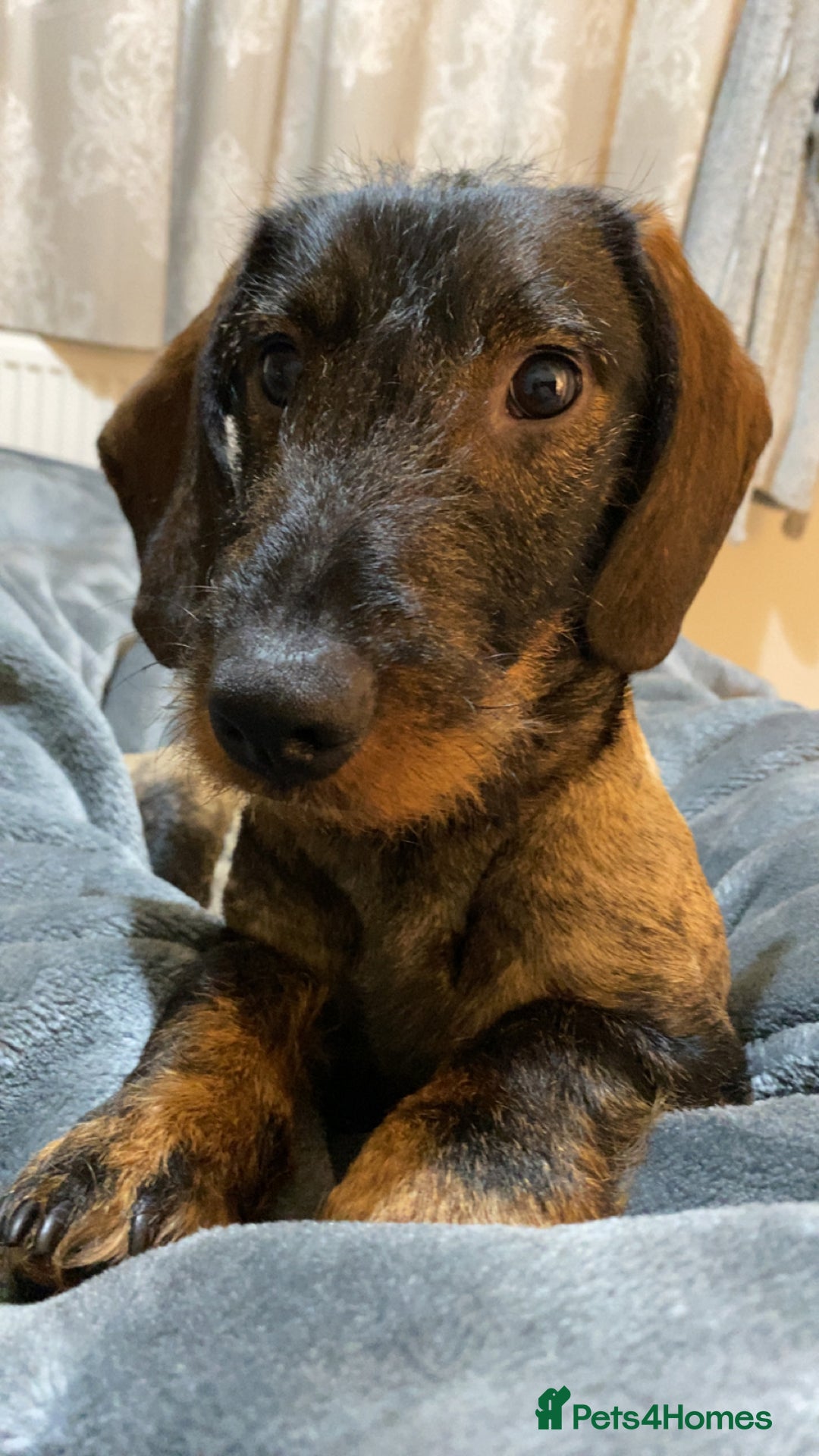 Dachshund dogs for sale: Schweenie puppies -ready to go! - Image 9