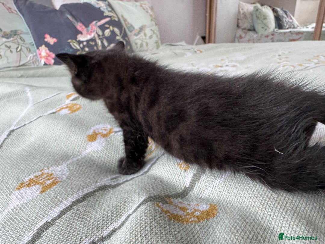 Bengal cats for sale: Bengal kittens 4 pure bangals 5 bengal x kittens - Image 12