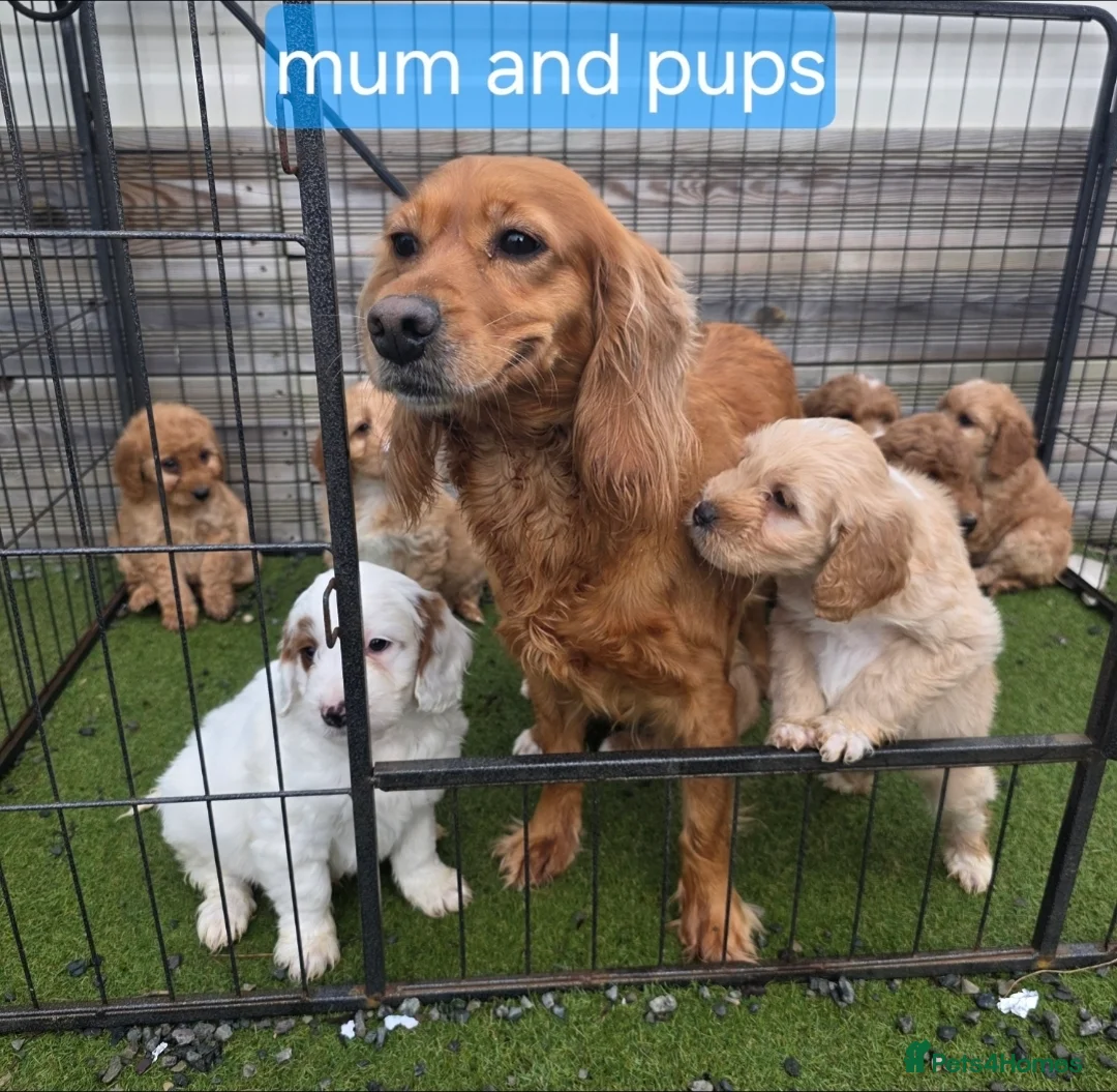 Cockapoo dogs for sale: Adorable Cockapoo pups ready to go 🐾 - Advert 34