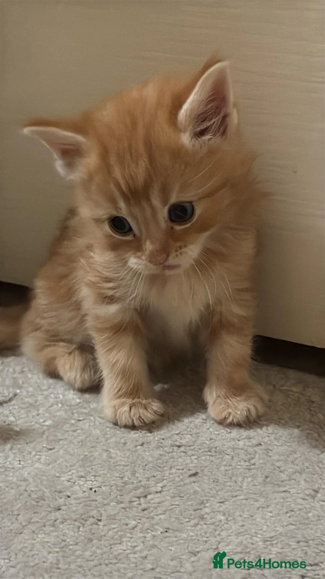 Mixed Breed cats for sale: Kittens for sale  - Advert 4