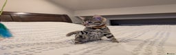 Bengal cats for sale: 🖤🤎 Gorgeous Bengal Kittens 🤎🖤 - Advert 3