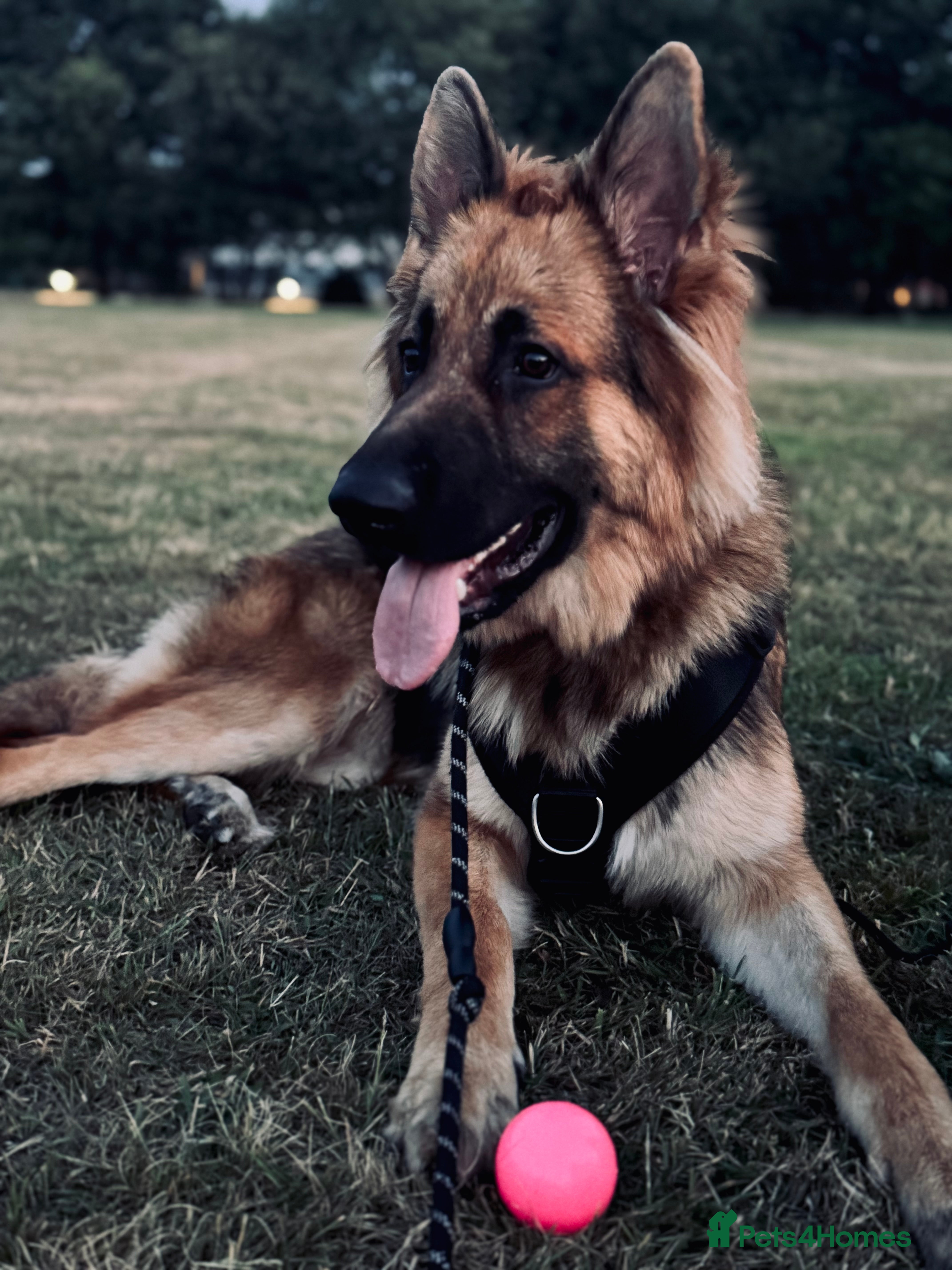 German Shepherd dogs Stud dog  - Advert 22