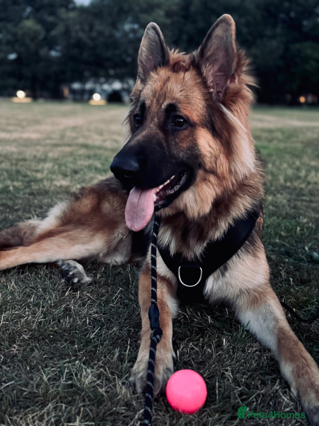 German Shepherd dogs for stud: Stud dog  - Advert 1