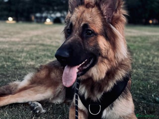 German Shepherd dogs - Advert 26