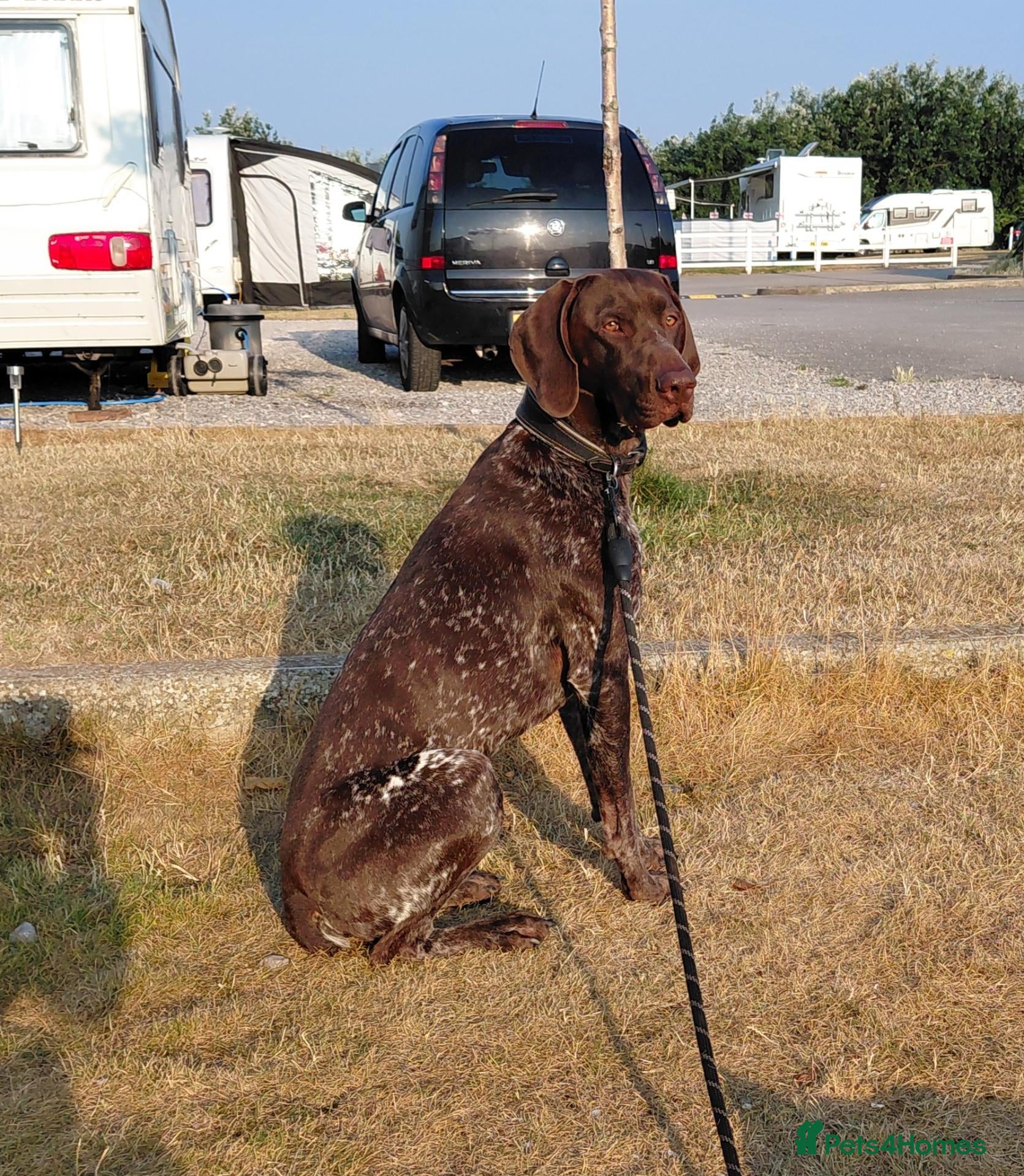 German Shorthaired Pointer dogs Blue The GSP - Advert 2