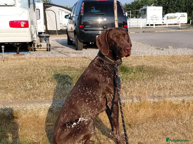 German Shorthaired Pointer dogs for stud: Blue The GSP - Advert 2