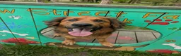 German Shepherd dogs for adoption: Harley is looking for a new forever home  in Castleford - Advert 15