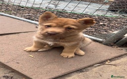 Shepsky dogs for sale: Disney Dogs *Serious Contact Only**  - Image 7