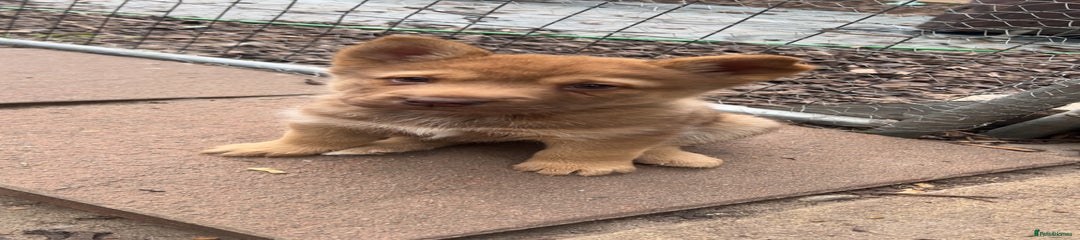 Puppy 2