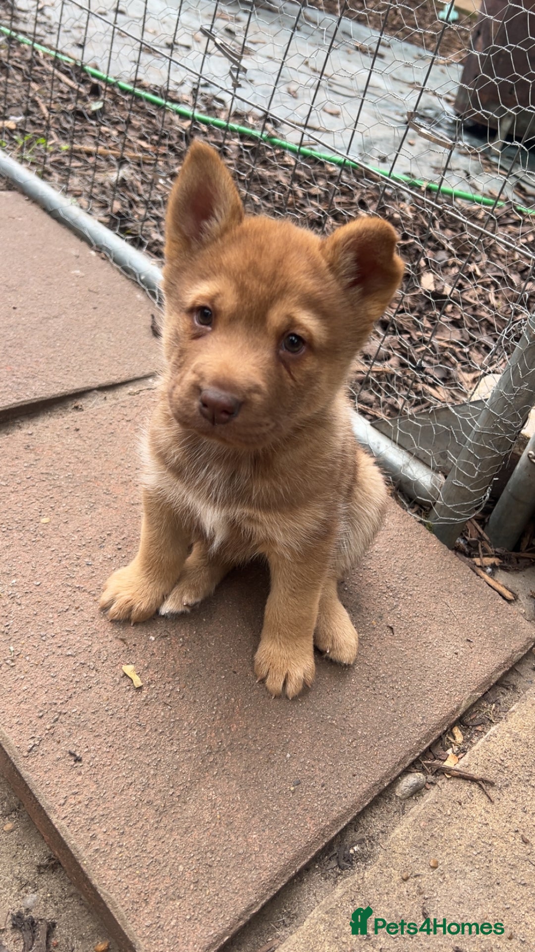 Shepsky dogs for sale: Disney Dogs *Serious Contact Only**  - Image 7