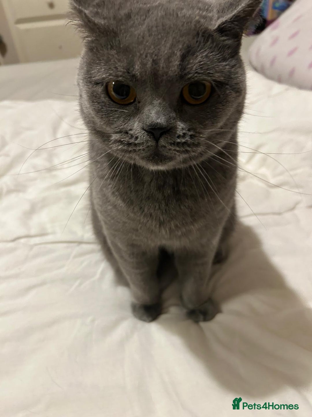 British Shorthair cats for sale: Beautiful British blue girl - Advert 2
