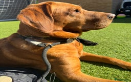 Labrador Retriever dogs for sale: Stunning working lab pups  - Image 4