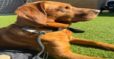 Labrador Retriever dogs - Advert 9