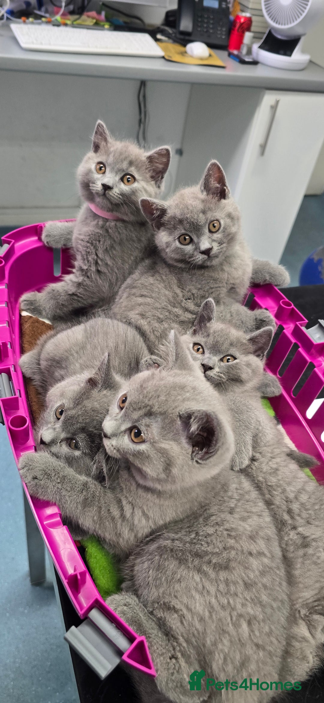 British Shorthair cats for sale: British Blue Shorthair - Image 1
