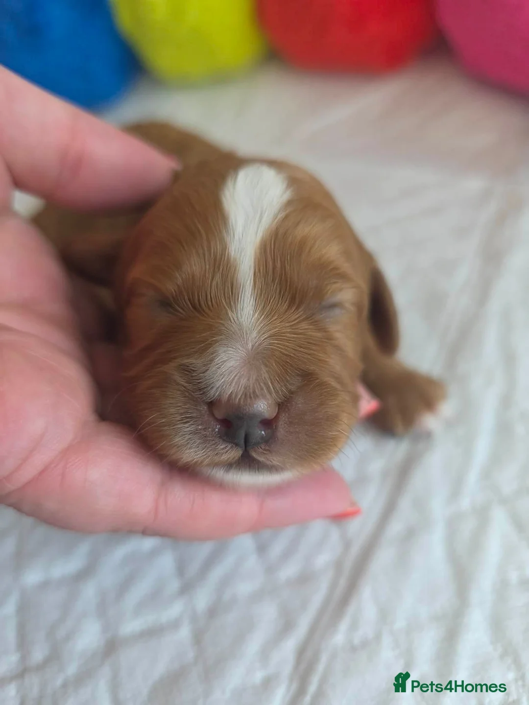 Cavapoo dogs for sale: 💗⭐Gorgeous Cavapoo Girls ⭐💗 - Advert 32