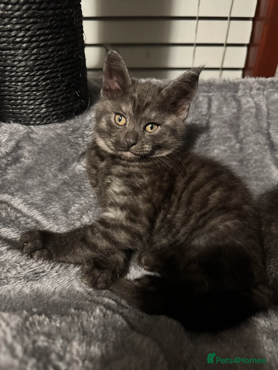 Mixed Breed cats for sale: British short hair cross Maine coon  - Advert 14