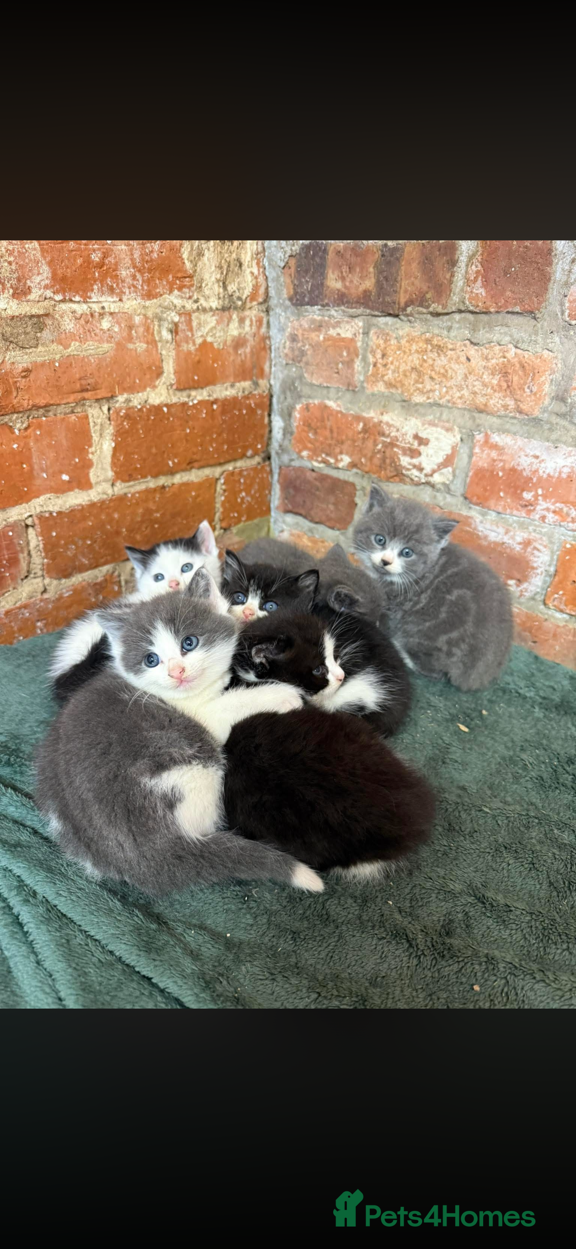 Mixed Breed cats Farm kittens for sale - Advert 2