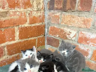 Mixed Breed cats Farm kittens for sale - Advert 4