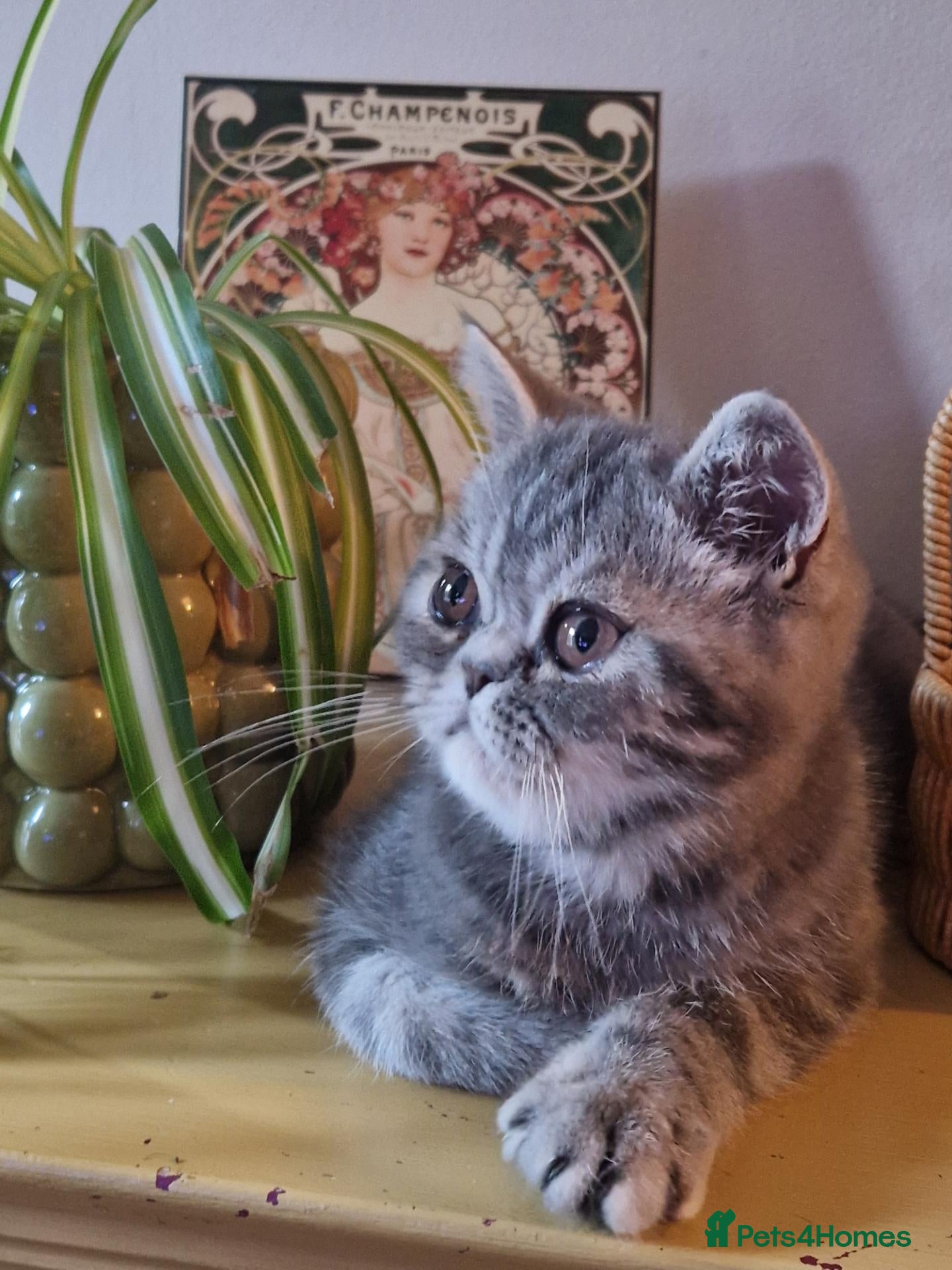 Persian cats Grey tabby exotic male  - Advert 4