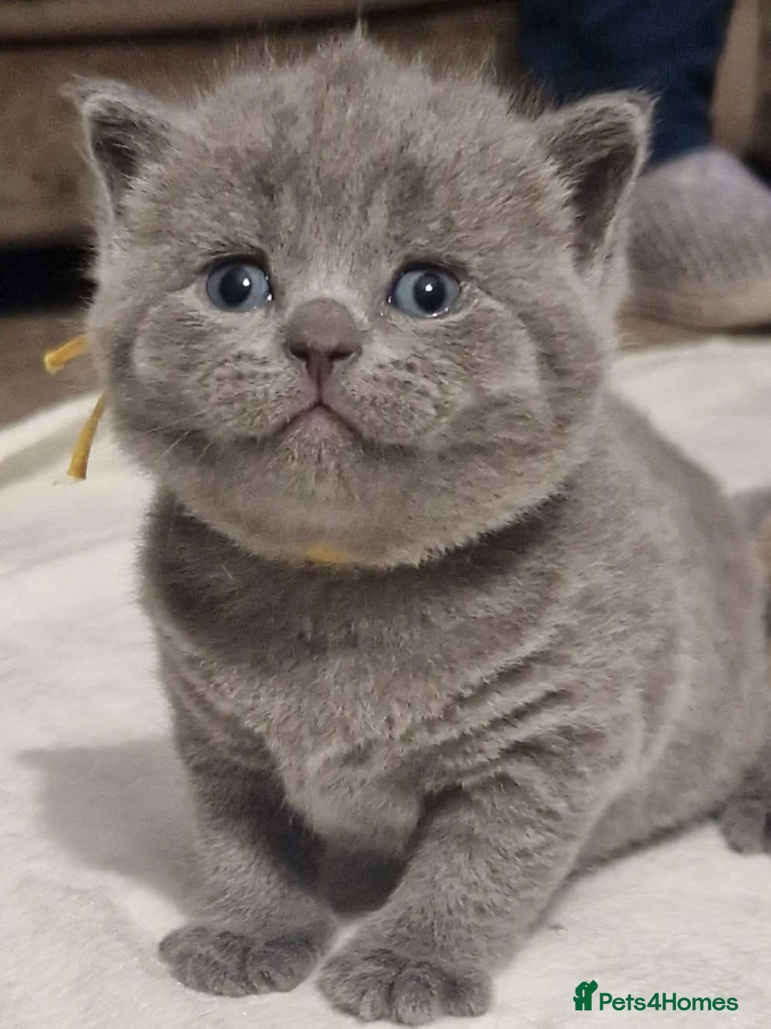British Shorthair cats for sale:  Gccf British shorthair kittens champion lines 🏆 - Advert 23