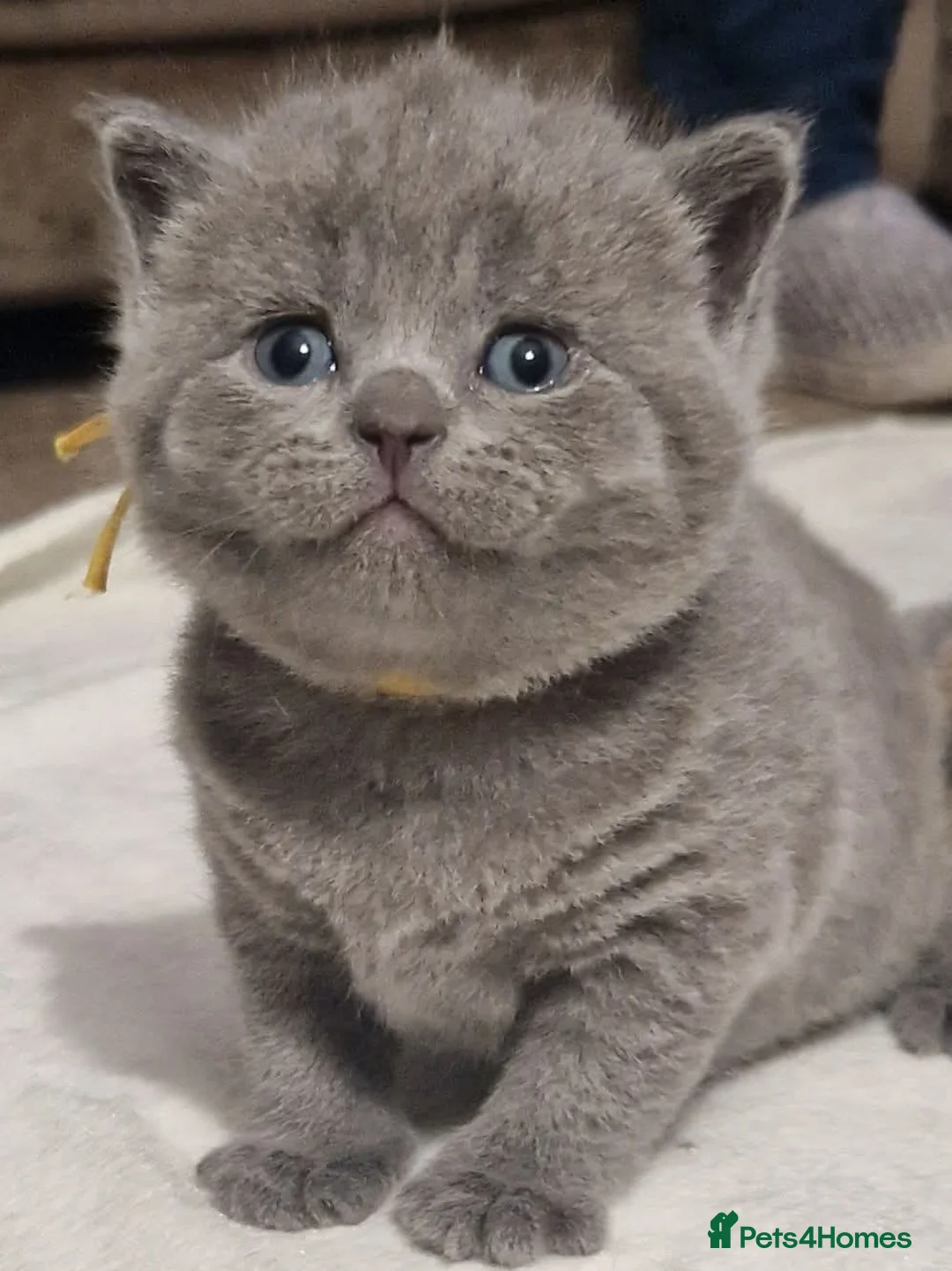 British Shorthair cats for sale:  Gccf British shorthair kittens champion lines 🏆 - Advert 28