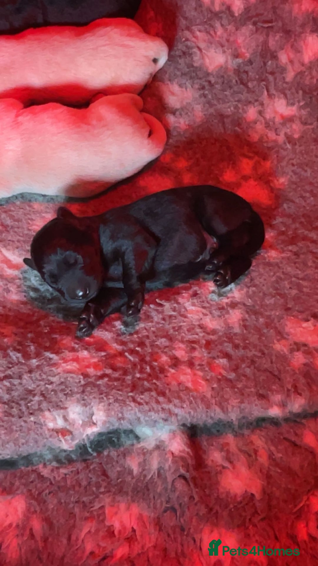 Labrador Retriever dogs for sale:  Labrador Pups (Health Tested) - Image 4
