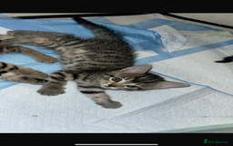 Mixed Breed cats for sale: Tabby girl kitten  - Image 3
