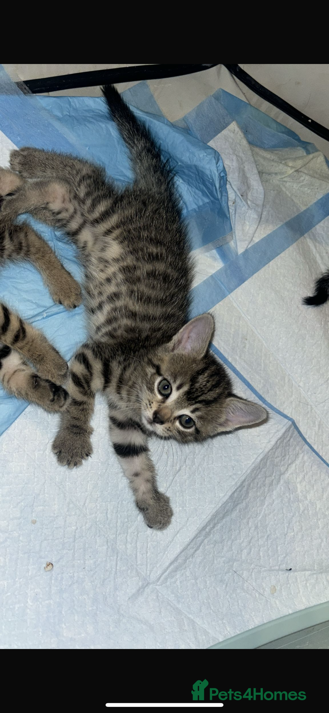Mixed Breed cats for sale: Tabby girl kitten  - Image 3