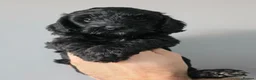 Cockapoo dogs for sale: F1 Cockapoos. DNA Health tested.  - Advert 17
