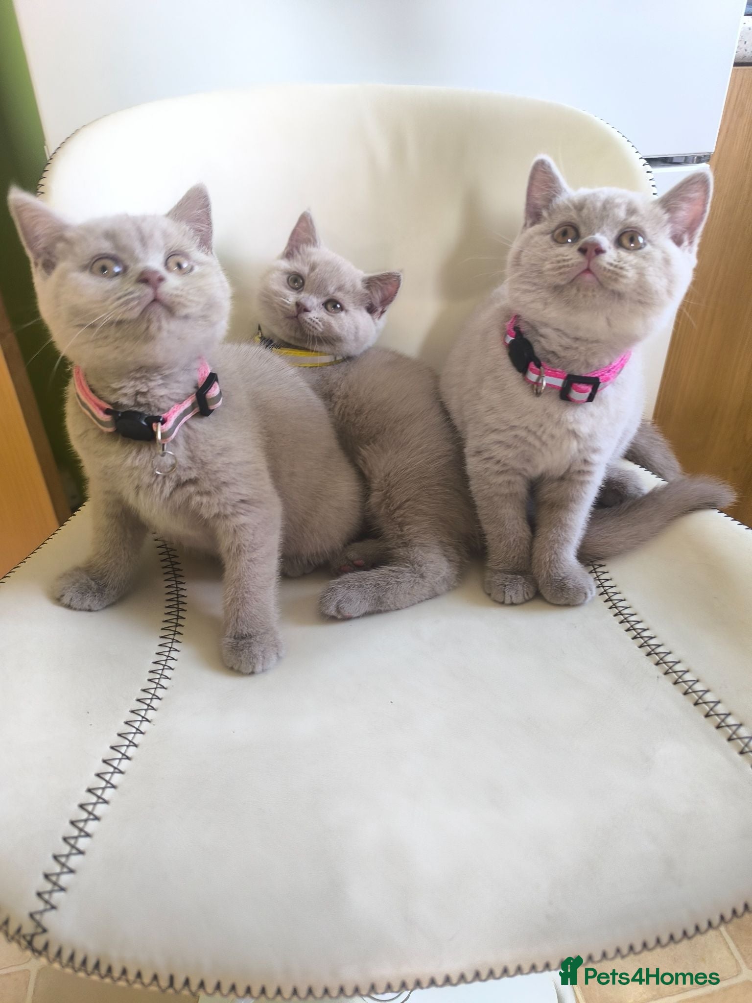 British Shorthair cats Lilac Kittens - Advert 16