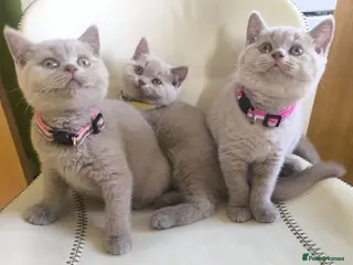 British Shorthair cats Lilac Kittens - Advert 16