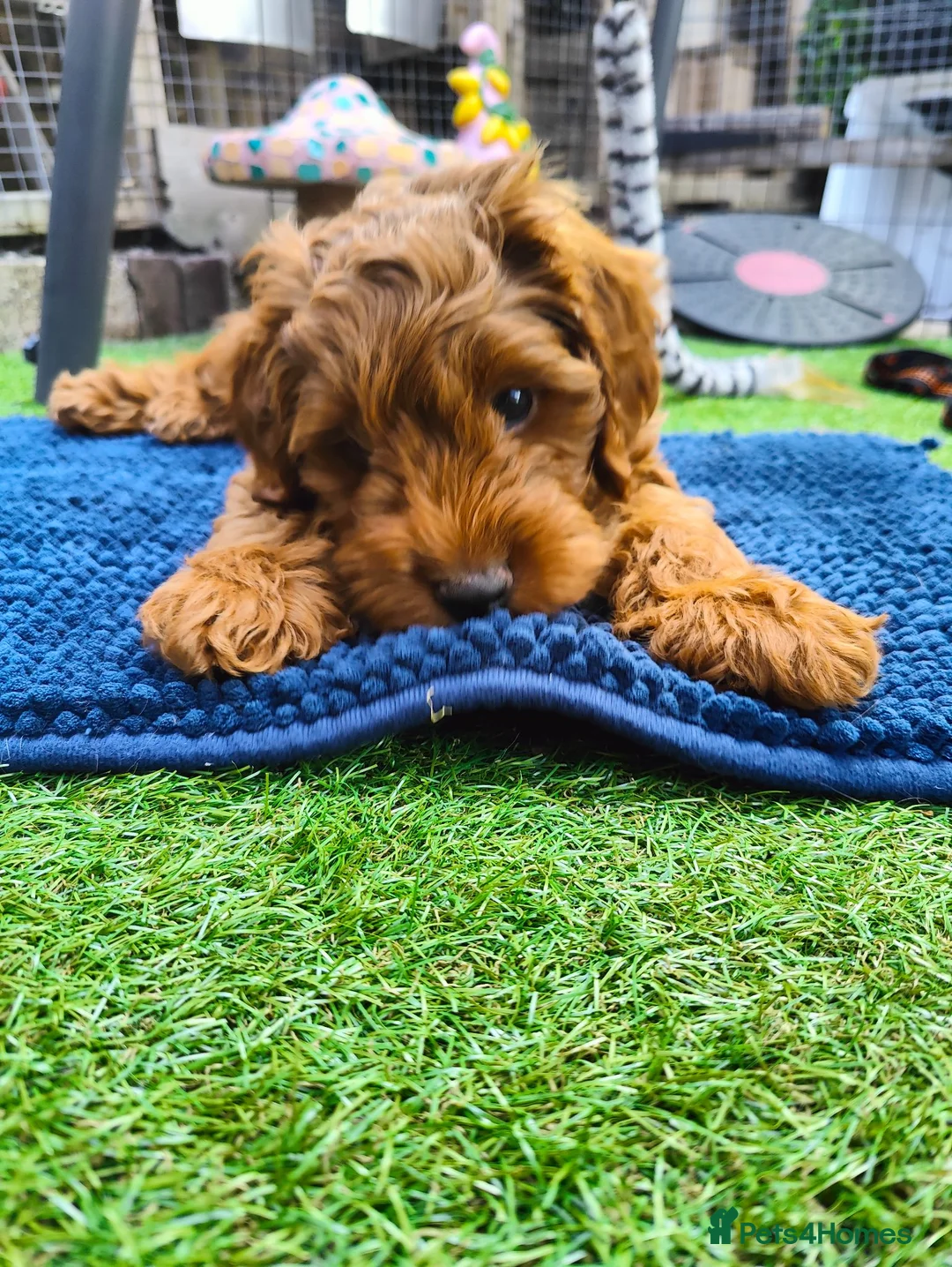 Cockapoo dogs for sale: Red Cockapoo Puppy  - Advert 6