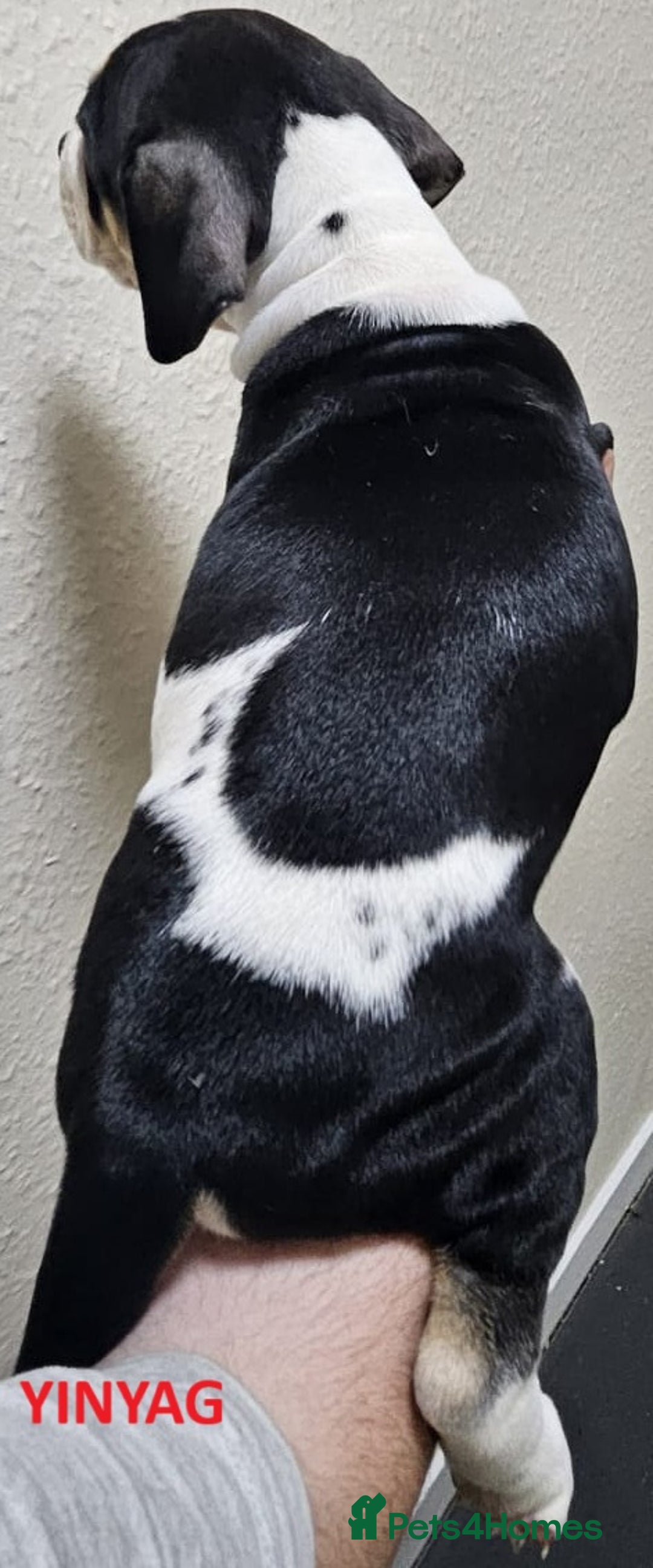 Mixed Breed dogs for sale: Confident & Well-Socialised Presa x Staffy Pups - Image 13
