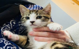 Mixed Breed cats for sale: Fluffy,bengal mixed,energetic kittens - Image 19