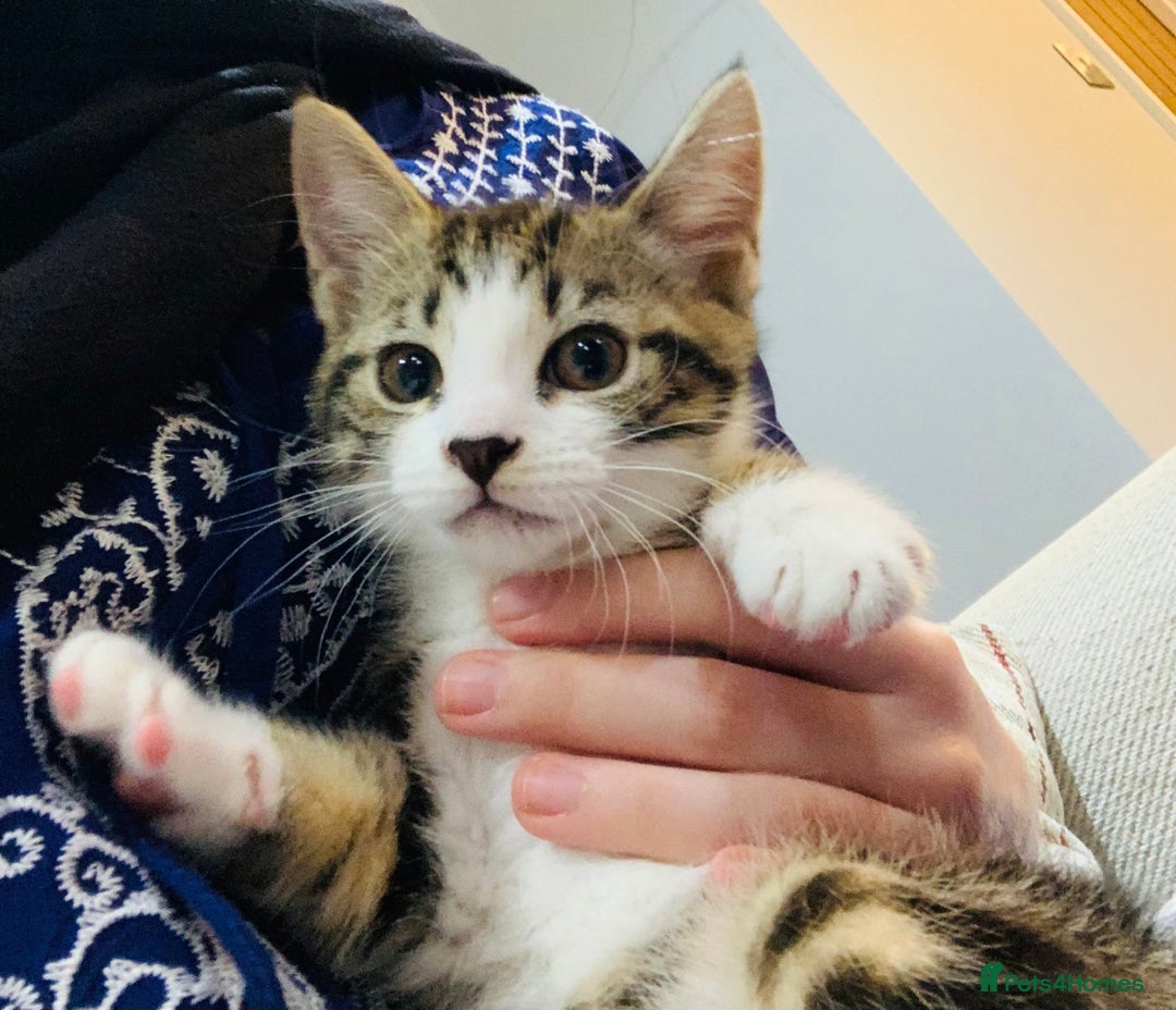 Mixed Breed cats for sale: Fluffy,bengal mixed,energetic kittens - Image 19