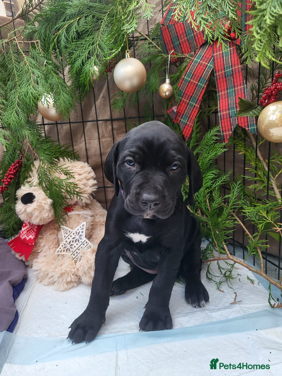 Mixed Breed dogs for sale: Alaunt type dogs - Advert 17