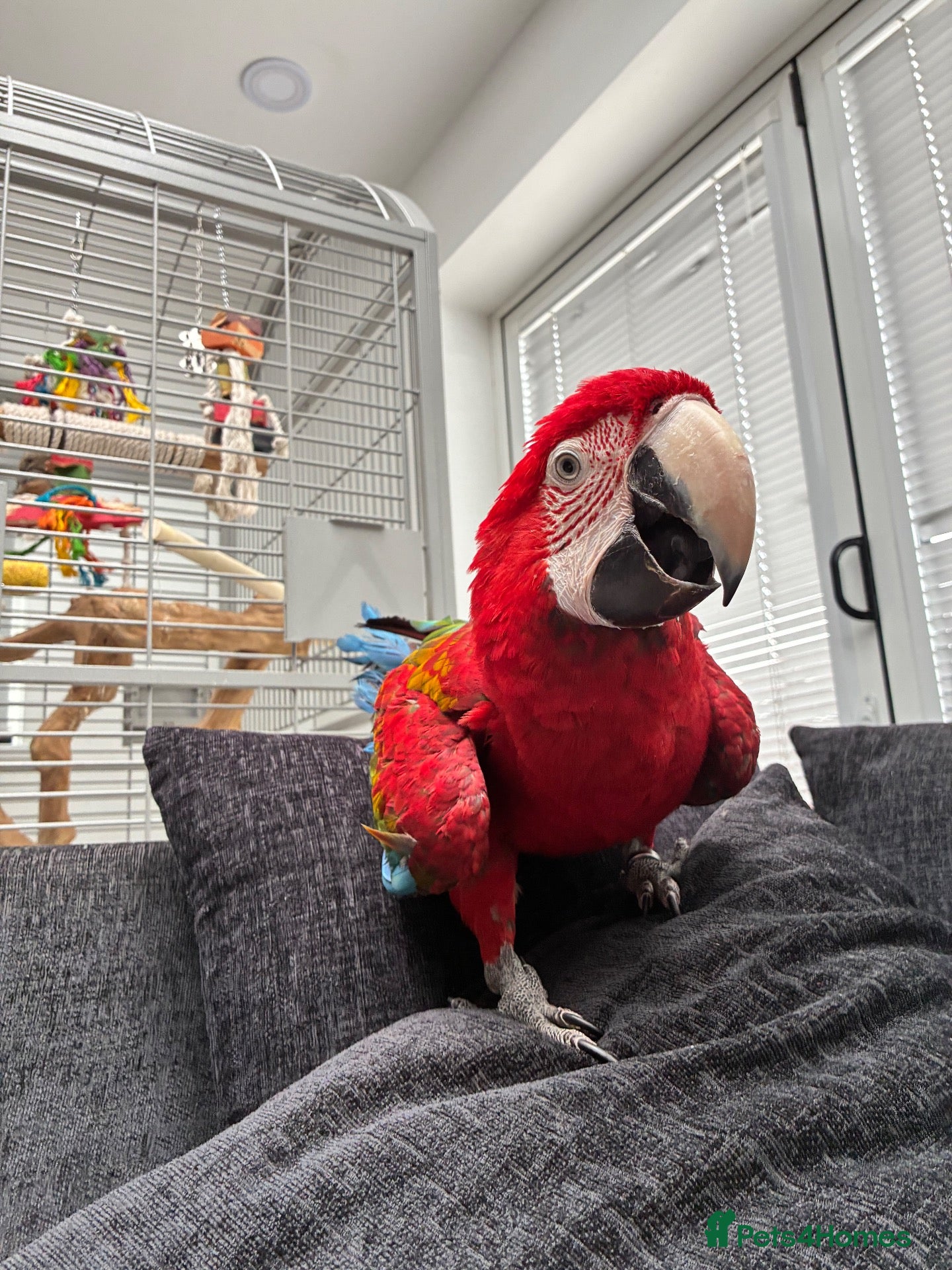 Macaws birds Macaw - Advert 1